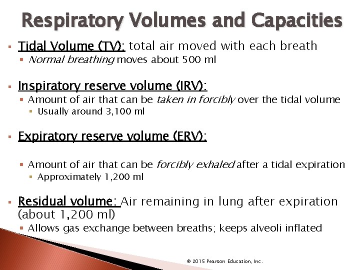 Respiratory Volumes and Capacities § Tidal Volume (TV): total air moved with each breath