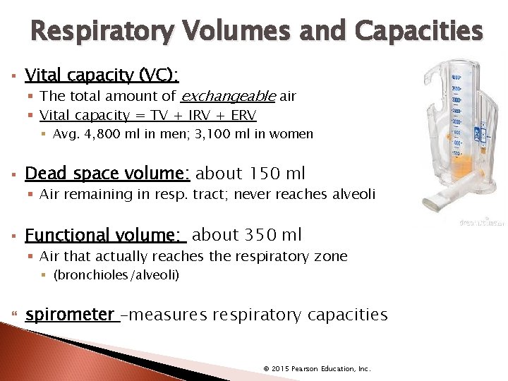 Respiratory Volumes and Capacities § Vital capacity (VC): § The total amount of exchangeable