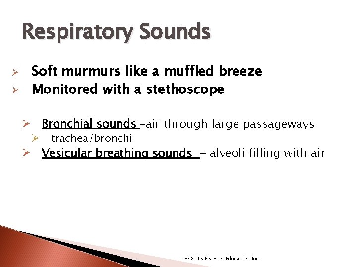 Respiratory Sounds Ø Ø Soft murmurs like a muffled breeze Monitored with a stethoscope