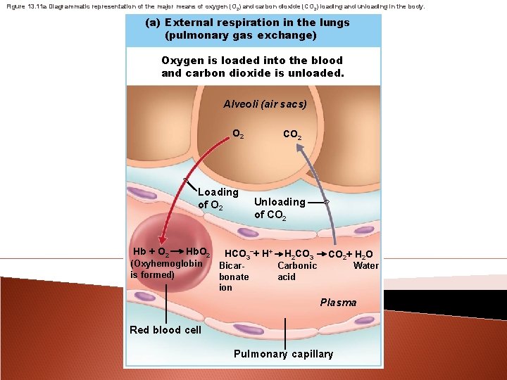 Figure 13. 11 a Diagrammatic representation of the major means of oxygen (O 2)