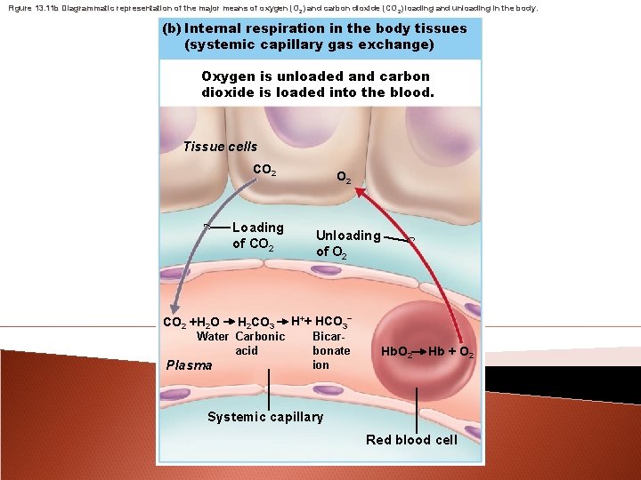 Figure 13. 11 b Diagrammatic representation of the major means of oxygen (O 2)