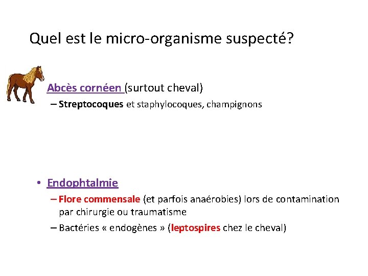 Quel est le micro-organisme suspecté? • Abcès cornéen (surtout cheval) – Streptocoques et staphylocoques,