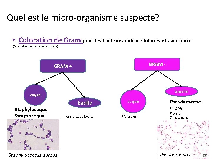 Quel est le micro-organisme suspecté? • Coloration de Gram pour les bactéries extracellulaires et