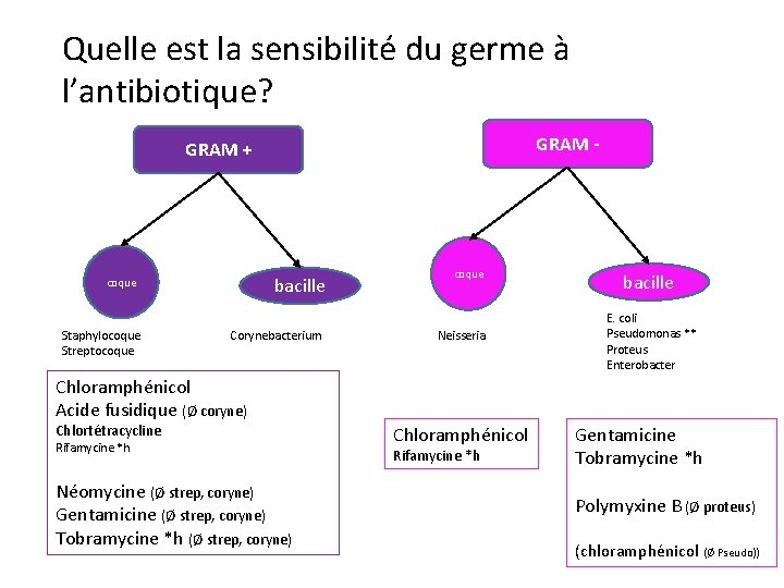 Quelle est la sensibilité du germe à l’antibiotique? GRAM - GRAM + bacille coque