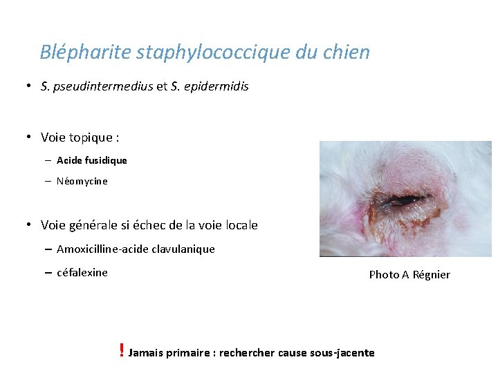 Blépharite staphylococcique du chien • S. pseudintermedius et S. epidermidis • Voie topique :