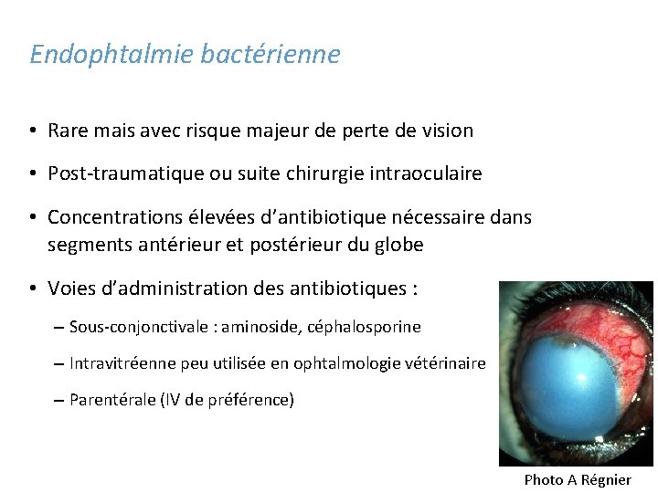 Endophtalmie bactérienne • Rare mais avec risque majeur de perte de vision • Post-traumatique