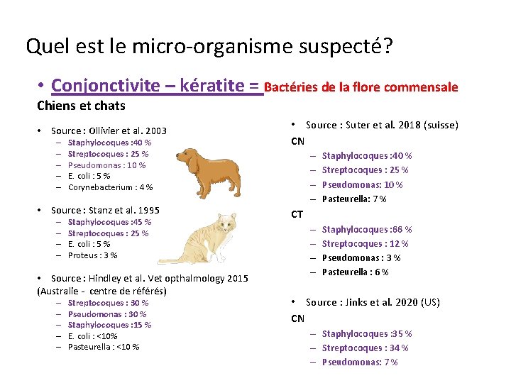 Quel est le micro-organisme suspecté? • Conjonctivite – kératite = Bactéries de la flore