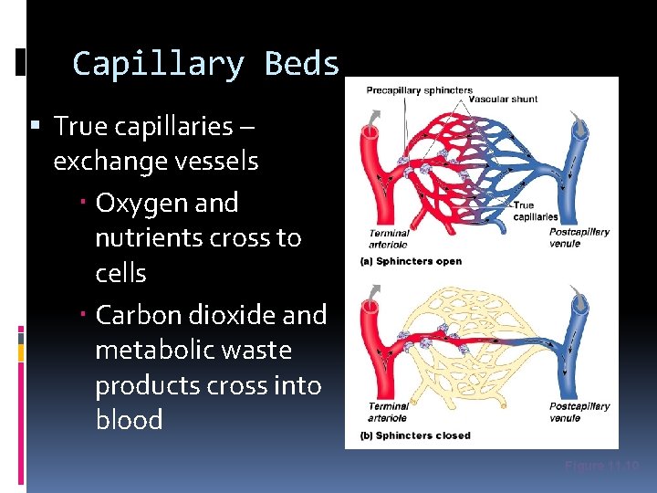 Capillary Beds True capillaries – exchange vessels Oxygen and nutrients cross to cells Carbon