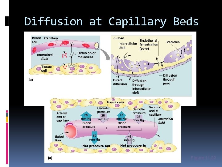 Diffusion at Capillary Beds Figure 11. 20 