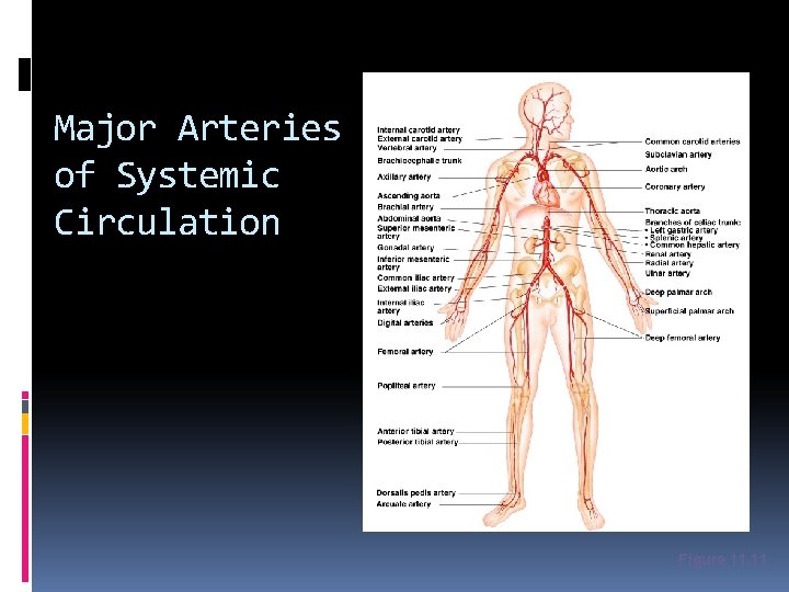 Major Arteries of Systemic Circulation Figure 11. 11 