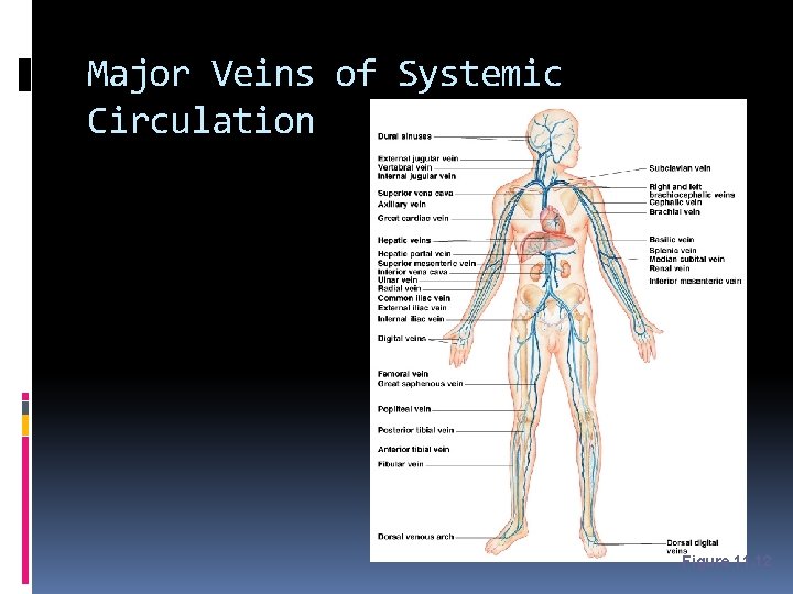 Major Veins of Systemic Circulation Figure 11. 12 