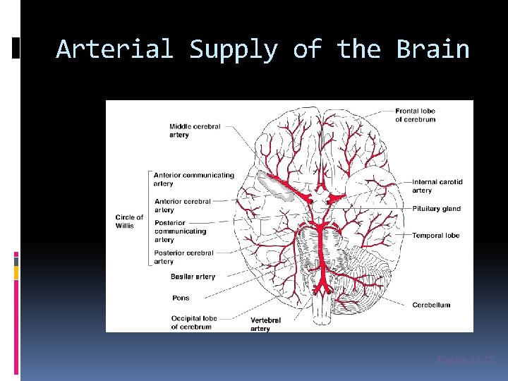 Arterial Supply of the Brain Figure 11. 13 