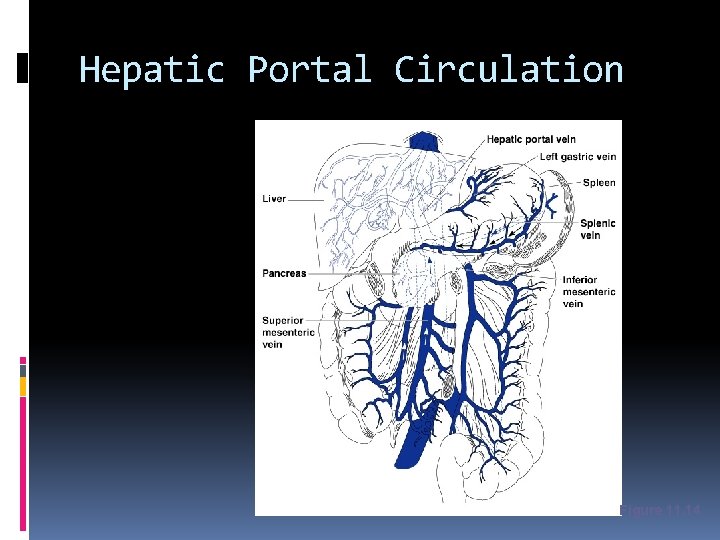 Hepatic Portal Circulation Figure 11. 14 