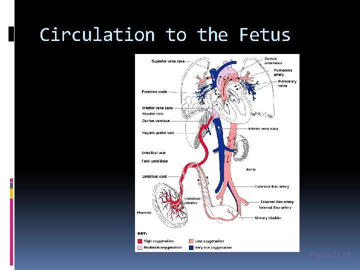 Circulation to the Fetus Figure 11. 15 