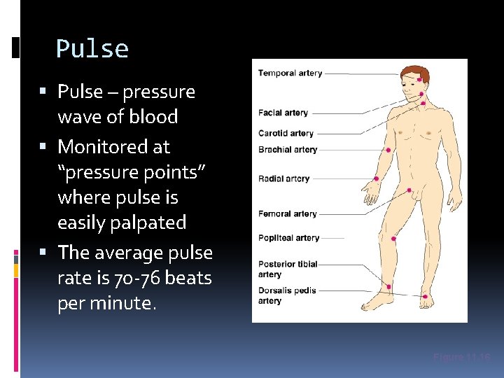 Pulse – pressure wave of blood Monitored at “pressure points” where pulse is easily