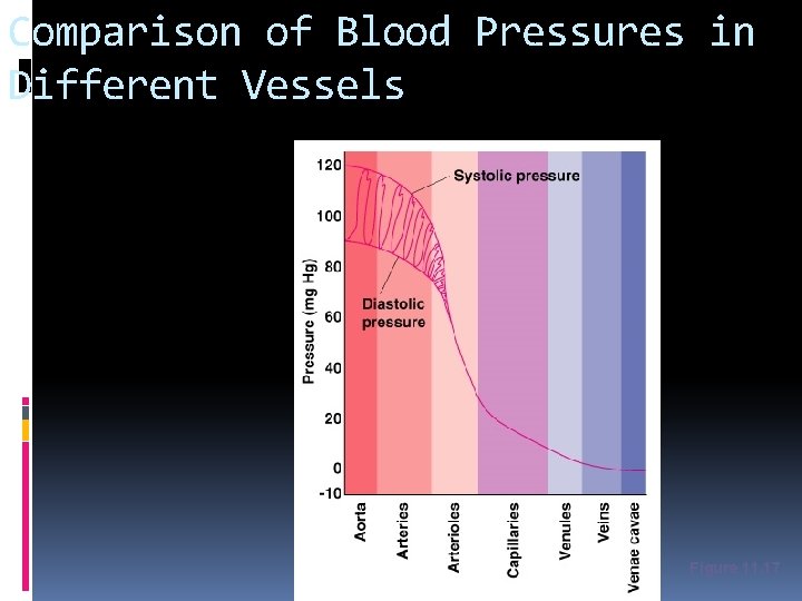Comparison of Blood Pressures in Different Vessels Figure 11. 17 