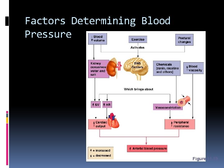 Factors Determining Blood Pressure Figure 11. 19 