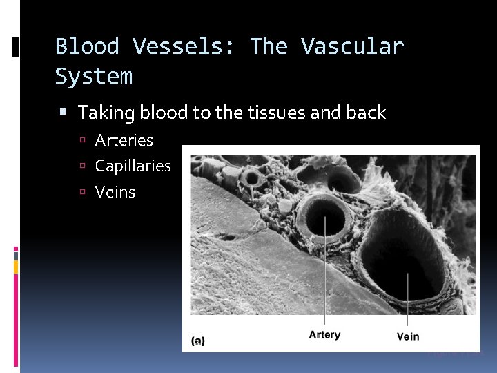 Blood Vessels: The Vascular System Taking blood to the tissues and back Arteries Capillaries