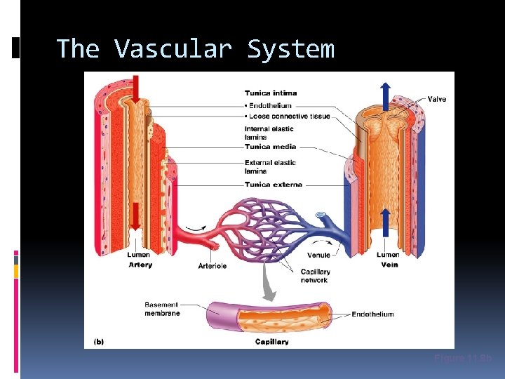 The Vascular System Figure 11. 8 b 