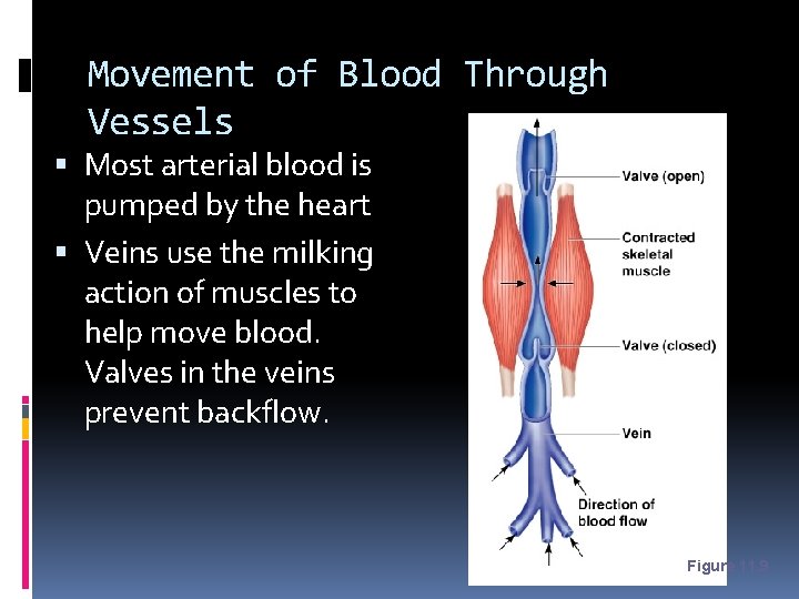 Movement of Blood Through Vessels Most arterial blood is pumped by the heart Veins