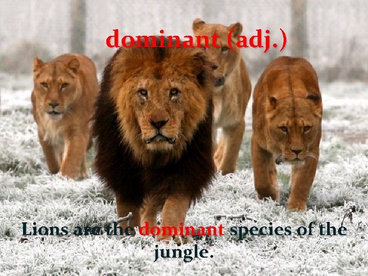 dominant (adj. ) Lions are the dominant species of the jungle. 