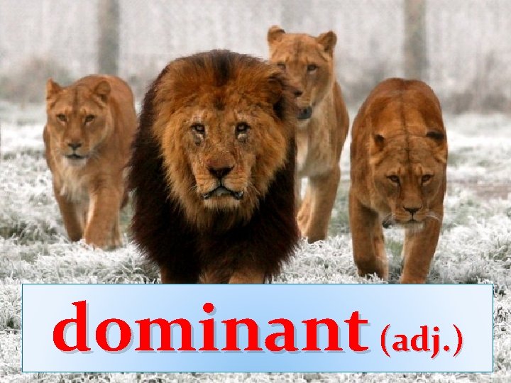 dominant (adj. ) 