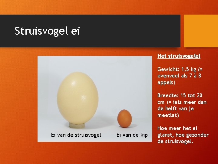 Struisvogel ei Het struisvogelei Gewicht: 1, 5 kg (= evenveel als 7 à 8