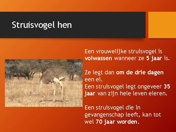 Struisvogel hen Een vrouwelijke struisvogel is volwassen wanneer ze 5 jaar is. Ze legt