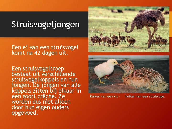 Struisvogeljongen Een ei van een struisvogel komt na 42 dagen uit. Een struisvogeltroep bestaat