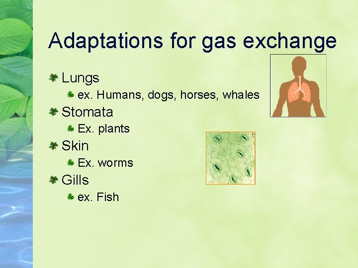 Adaptations for gas exchange Lungs ex. Humans, dogs, horses, whales Stomata Ex. plants Skin