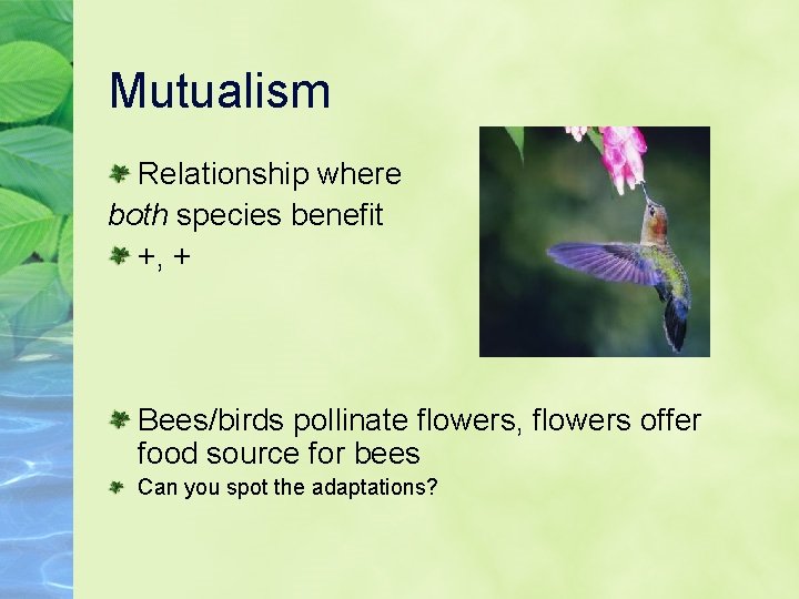 Mutualism Relationship where both species benefit +, + Bees/birds pollinate flowers, flowers offer food