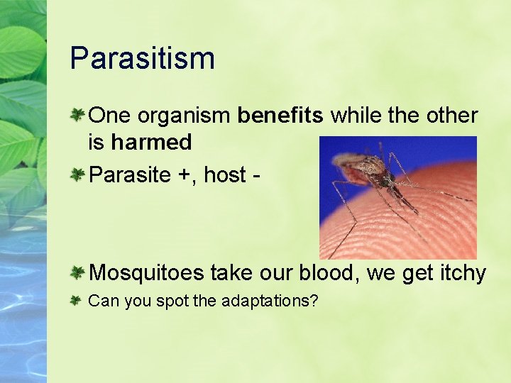 Parasitism One organism benefits while the other is harmed Parasite +, host - Mosquitoes