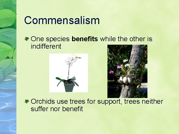 Commensalism One species benefits while the other is indifferent Orchids use trees for support,