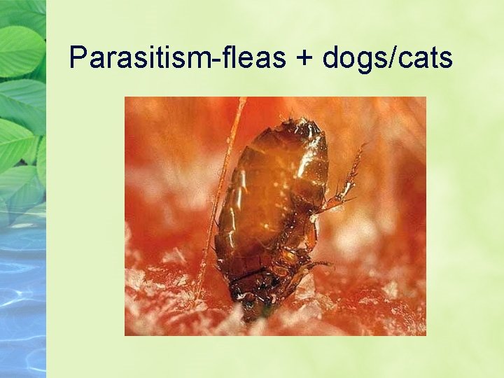 Parasitism-fleas + dogs/cats 