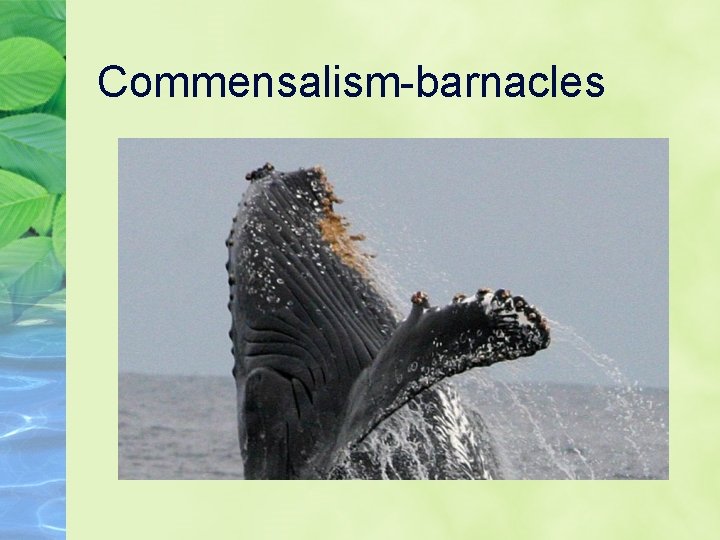 Commensalism-barnacles 