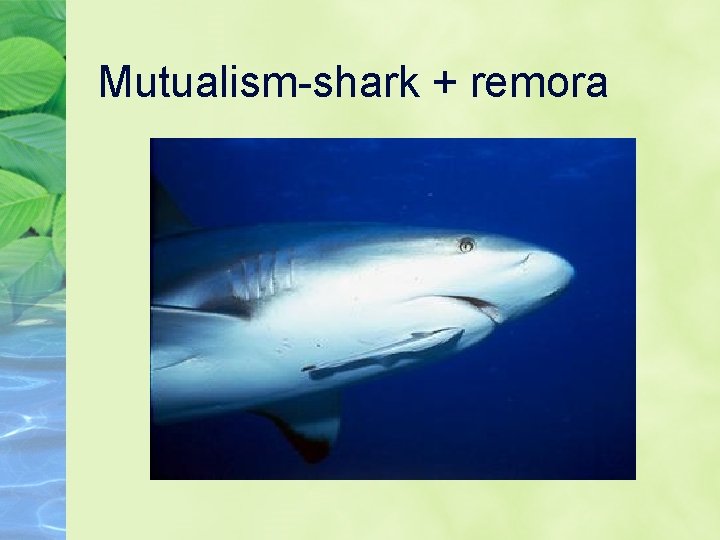 Mutualism-shark + remora 