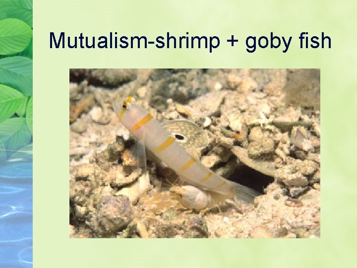 Mutualism-shrimp + goby fish 