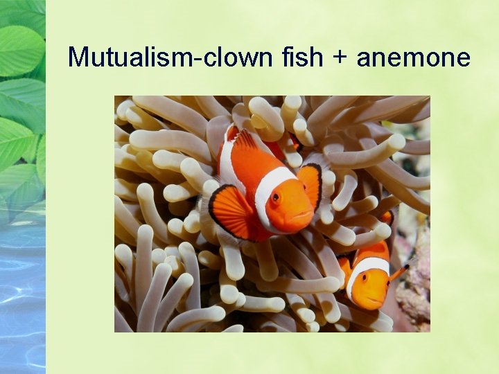 Mutualism-clown fish + anemone 