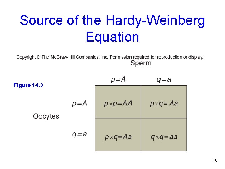 Source of the Hardy-Weinberg Equation Figure 14. 3 10 