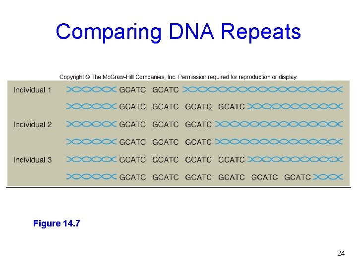 Comparing DNA Repeats Figure 14. 7 24 
