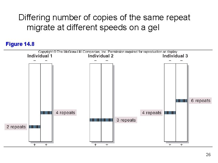 Differing number of copies of the same repeat migrate at different speeds on a