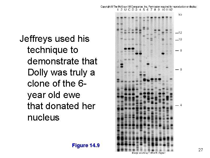 Jeffreys used his technique to demonstrate that Dolly was truly a clone of the