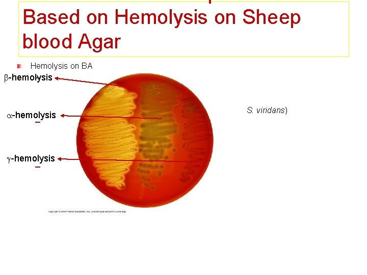 Based on Hemolysis on Sheep blood Agar Hemolysis on BA -hemolysis – -hemolysis Partial