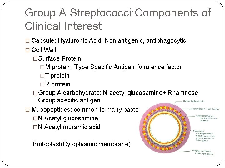Group A Streptococci: Components of Clinical Interest � Capsule: Hyaluronic Acid: Non antigenic, antiphagocytic