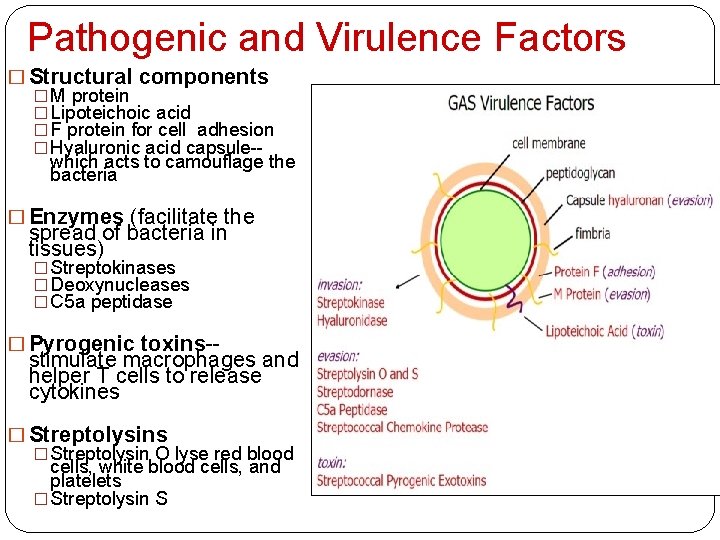 Pathogenic and Virulence Factors � Structural components � M protein � Lipoteichoic acid �