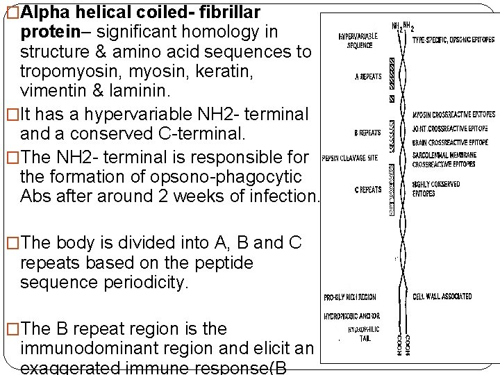 �Alpha helical coiled- fibrillar protein– significant homology in structure & amino acid sequences to