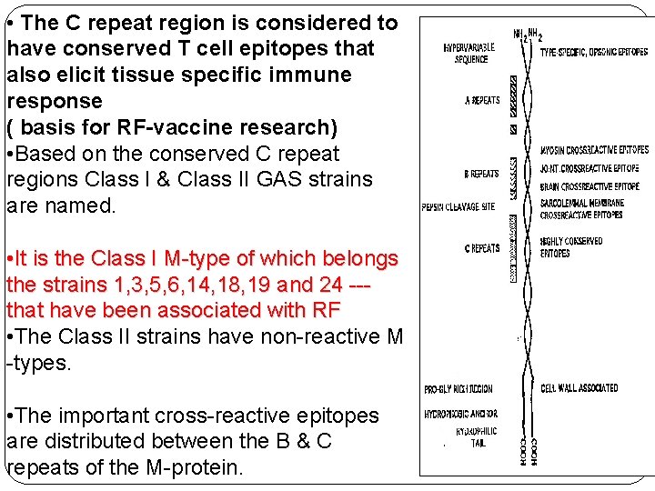  • The C repeat region is considered to have conserved T cell epitopes