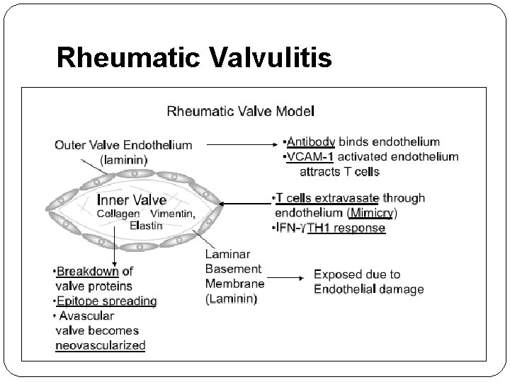 Rheumatic Valvulitis 