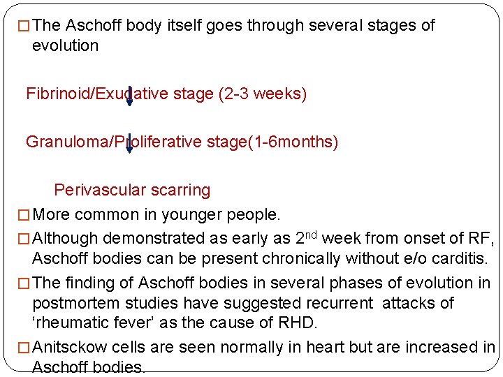 � The Aschoff body itself goes through several stages of evolution Fibrinoid/Exudative stage (2