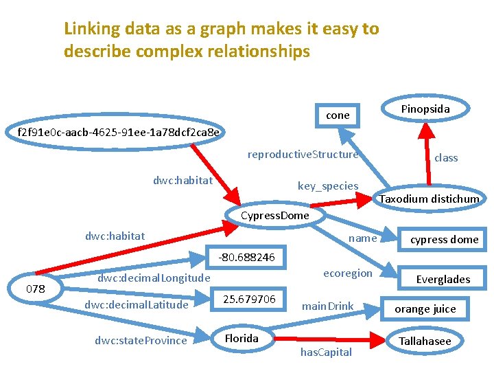Linking data as a graph makes it easy to describe complex relationships cone Pinopsida